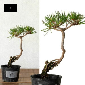 yʐ^őIׂzNAԏ~j~͂̕cڂ񂳂 c ʐ^i ܂ Aւ Aւ OA