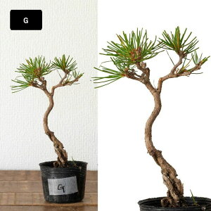 �y�ʐ^�őI�ׂ�z�N���������A�ԏ��~�j�~�͂̕c�ڂ񂳂� �c�� �ʐ^���i �����܂� �A�ւ� �A���ւ� ���O�A��