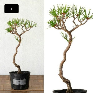 yʐ^őIׂzNAԏ~j~͂̕cڂ񂳂 c ʐ^i ܂ Aւ Aւ OA