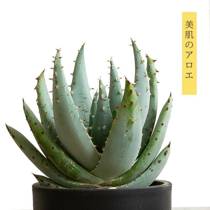 楽天市場】丈夫、そして美しい！アロエ「ペグレラエ」愛でてみたくなり アロエエベラ苗 植物
