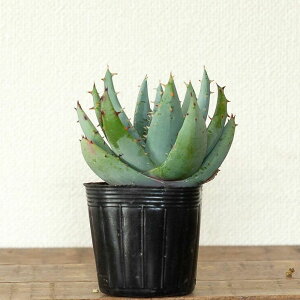 vAĔIAGuyOGvłĂ݂Ȃ܂BAG c A lCi ~j  AG yOG  ~j  O Ă₷ v AG|bg 