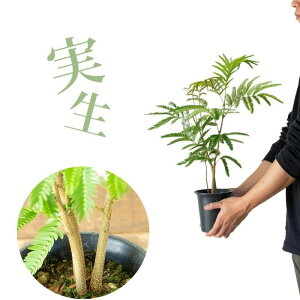 4Buǂ悤Hv҂cށAGo[tbVlmL  A ϗtA   rO _CjO ItBX CeA