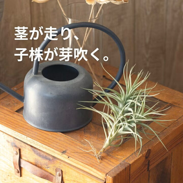 楽天市場】大きめ満足サイズ！チランジア・ベルゲリ（クランプ仕立て 