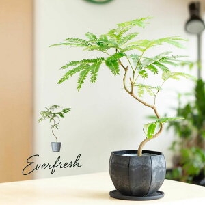 Ă̂ʔGo[tbVB̃TCYł͒uȂvdĕc lmL ϗt A   CeA  Mtg v[g a CeAO[ K[