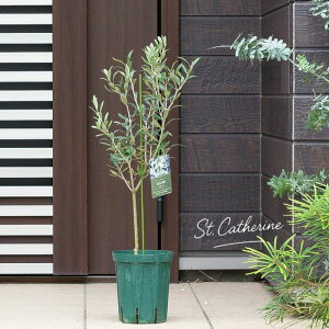 yʏȂlCizI[uEZgLT6I[uc I[u̕c OA A ֑O  t  K[fjO  V{c[ SҌ O eX o