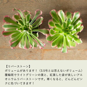 AGIjECollectioni3.5c×1j VEJ/Vl/NWNC/At^[OE/o[Xg[A c ϗtA 