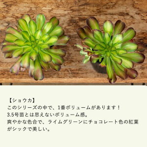 AGIjECollectioni3.5c×1j VEJ/Vl/NWNC/At^[OE/o[Xg[A c ϗtA 