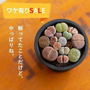 ͂12/3`yLSALEzg[vX̏Ȋ񂹐AA@ϗtA  ~j 