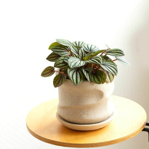 yy~AEybp[~ϗtA c Jo[ 픫 A ~j ~jϗt   