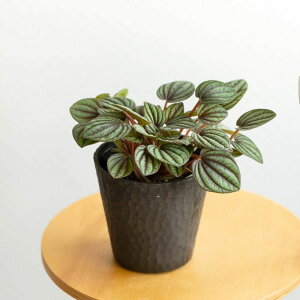 yy~AEybp[~ϗtA c Jo[ 픫 A ~j ~jϗt   