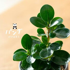 パンダガジュマルの木。人気のミニ観葉 ガジュマル 観葉植物 小さい ぱんだがじゅまる コンパクト品種 種類 室内 インテリア 植物 ガジュマル ミニサイズ おしゃれ デスク用 リビング オフィス キュート ギフト 女子向け 誕生日 プレゼント