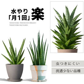 【送料無料】 サンスベリア 店長お勧めcollection 観葉植物 小さい ミニ 虫が付きにくい 初心者向け バギュラリス ミカド ボブ パコダ 棒 陰に強い サンセベリア おしゃれ 葉が細い 品種 丈夫 育て方説明書付き 誕生日プレゼント 簡単 人気 茶 黒 ピンク 白 オレンジ