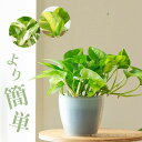 【お届けは2/13〜】水やり簡単！透明鉢カバー付きポトス（浅岡園芸お勧めselection）グローバルグリーン エンジョイ エメラルド観葉植物 室内 インテリア おしゃれ ギフト プレゼント 誕生日 オフィス リビング 鉢 人気