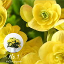 【お届けは1/23〜】須藤さんのエラチオールベゴニア・コスモノア花 花鉢 送料無料 プレゼント フラワーギフト 誕生日 おしゃれ 贈り物 誕生日 お祝い 開店祝い 結婚祝い 新築祝い 鉢植え 鉢花 女性 母 妻 かわいい 豪華 カラフル 鮮やか 御祝 玄関 室内 黄色 5号