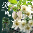 【予約品・お届けは12/4〜】冬咲きクレマチス・アンスンエンシス吊り鉢 吊り下げ 吊るす ハンギング 5号 花 ツル性 多年草 常緑 白花 屋外植物 玄関 庭 白い花 蕾 おしゃれギフト おしゃれ ギフト プレゼント 誕生日 お祝い 新築祝い 開店祝い 新居 引っ越し お歳暮