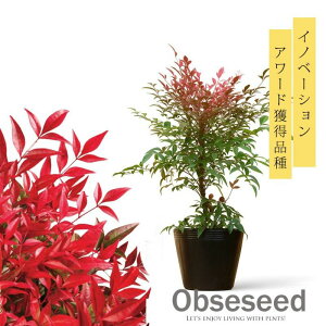 ܗADGiIVuIuZXvie O A   񂹐A A gt  sN ͗l@5|bgc