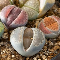 リトープスの寄せ植え。小さな宝箱☆。多肉植物 観葉植物 小さい ミニ 寄せ植え 室内 おしゃれ デスク リ…