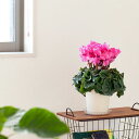 【予約品・お届けは12/6〜】亀山ブランド、長持ちシクラメン※植物との同梱は不可花鉢 鉢花 フラワーギフト 室内 おしゃれ クリスマス ギフト 送料無料 お歳暮 プレゼント お祝い 新居 引っ越し 白花 赤花 ピンク 誕生日