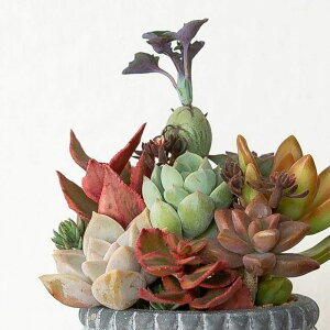 MI8ȏ̑l܂AJCC񂹐AA ϗtA  CeA   ~j Mtg v[g a CeAO[ K[fjO ItBX 