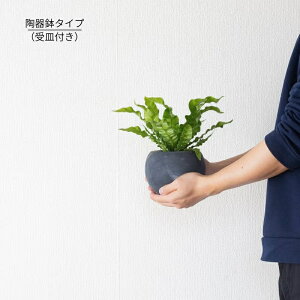 �I�ׂ�2type!�G�������h�E�F�[�u��3.5���c�A�X�v���j�E�� �^�j���^���ϗt�A�� ������ �~�j�ϗt �A�� ���A�� �C���e���A ������� ���� ���r���O �_�C�j���O �L�b�`�� �I�t�B�X �e�[�u�� ���� 