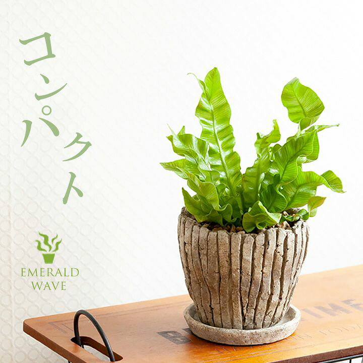 楽天市場 観葉植物 今月のおすすめ エメラルドウェーブを異国情緒なデザインpotで ｅ 花屋さん