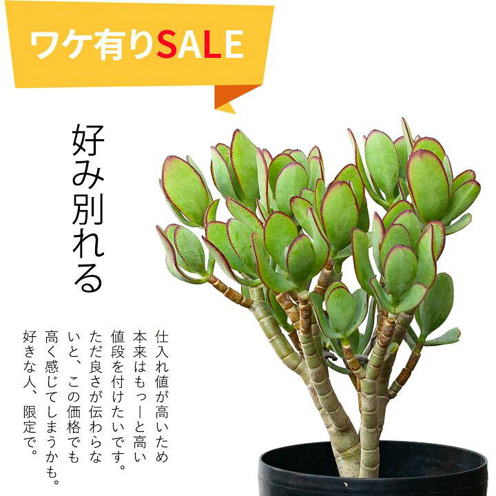 楽天市場 花月ブルーバード めずらしい大株 今月の観葉植物 ｅ 花屋さん