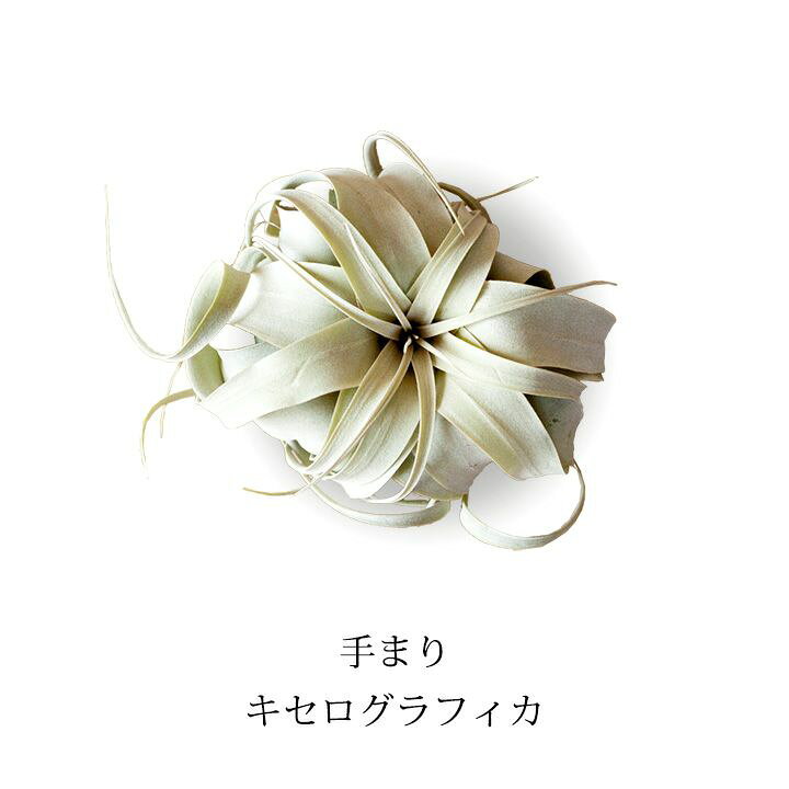 楽天市場 観葉植物 今月のおすすめ 手まりの様な可愛いエアープランツ キセログラフィカ ｅ 花屋さん