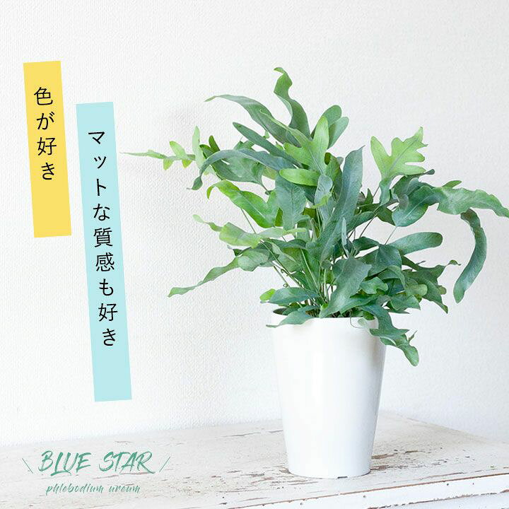 楽天市場 オパールブルーの美しい観葉 ポリポジウム ブルースター ｅ 花屋さん