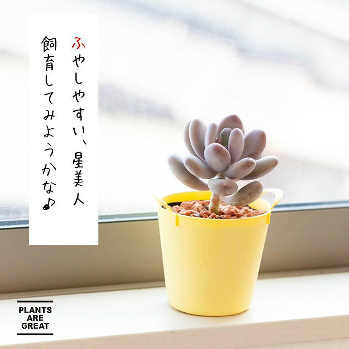 楽天市場 観葉植物 今月のおすすめ ぷっくり 星美人 鉢の色はお任せです ｅ 花屋さん