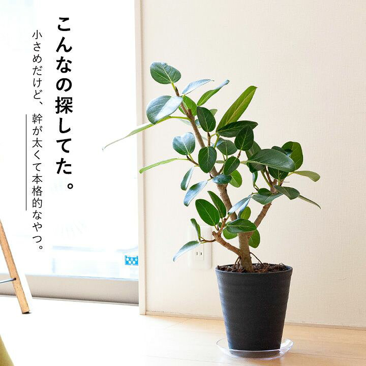 楽天市場 観葉植物 今月のおすすめ フィカス ベンガレンシス ベンガルゴム 送料無料 同梱不可商品です ｅ 花屋さん