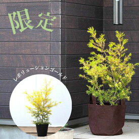 楽天市場 メラレウカ レボリューション ゴールドの通販