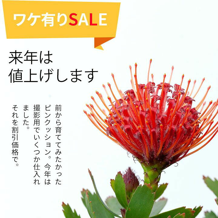 楽天市場 来年は値上げします リューコスペルマム カーニバルレッド ピンクッション e 花屋さん 楽天市場 来年は値上げします リューコスペルマム カーニバルレッド ピンクッション e 花屋さん