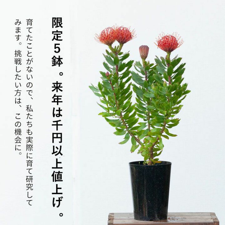 楽天市場 来年は値上げします リューコスペルマム カーニバルレッド ピンクッション e 花屋さん 楽天市場 来年は値上げします リューコスペルマム カーニバルレッド ピンクッション e 花屋さん