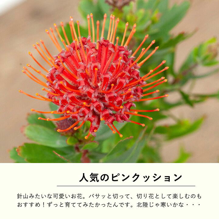 楽天市場 来年は値上げします リューコスペルマム カーニバルレッド ピンクッション e 花屋さん 楽天市場 来年は値上げします リューコスペルマム カーニバルレッド ピンクッション e 花屋さん