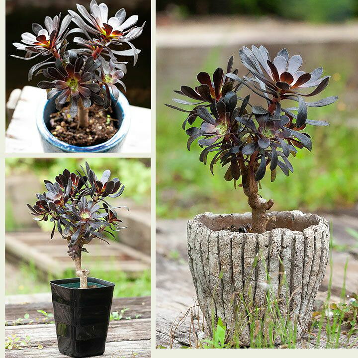 楽天市場 黒法師の枝分岐 小さめサイズなのにワサワサ ｅ 花屋さん