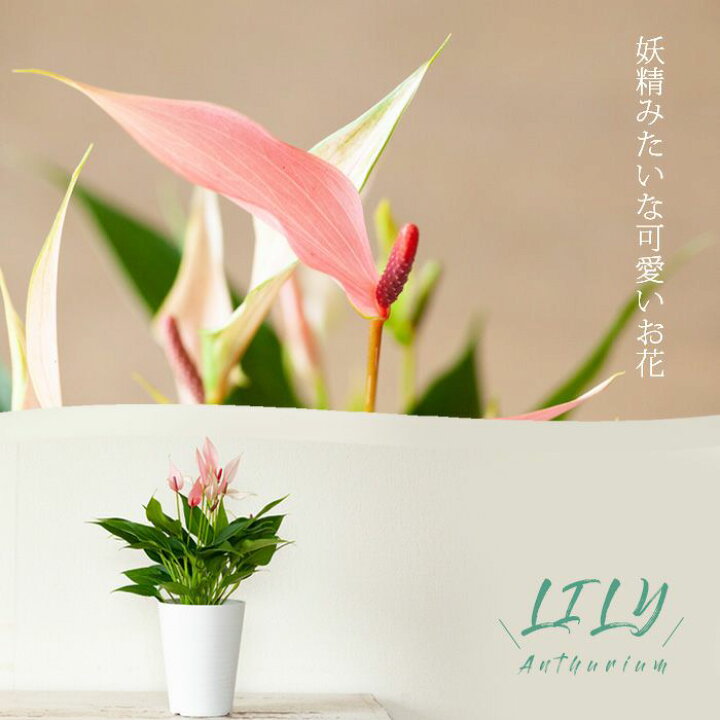 楽天市場 アンスリウム リリィー ｅ 花屋さん