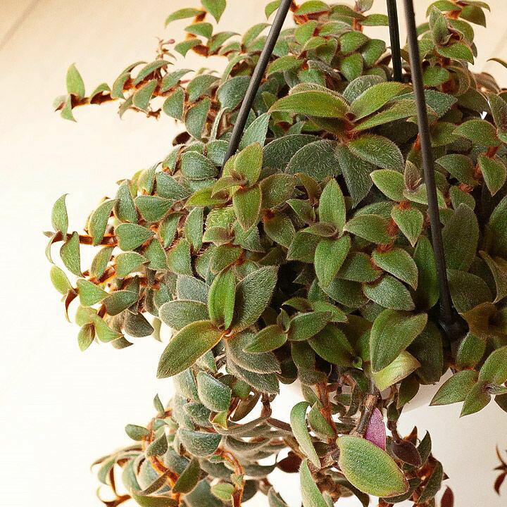 楽天市場】もこもこして可愛い、シアノティス・キューエンシス : e  