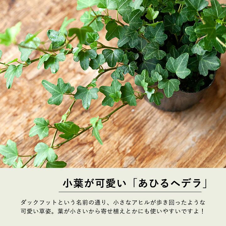 楽天市場 観葉植物 今月のおすすめ ヘデラ ダックフット ツルが長いロングtype ｅ 花屋さん