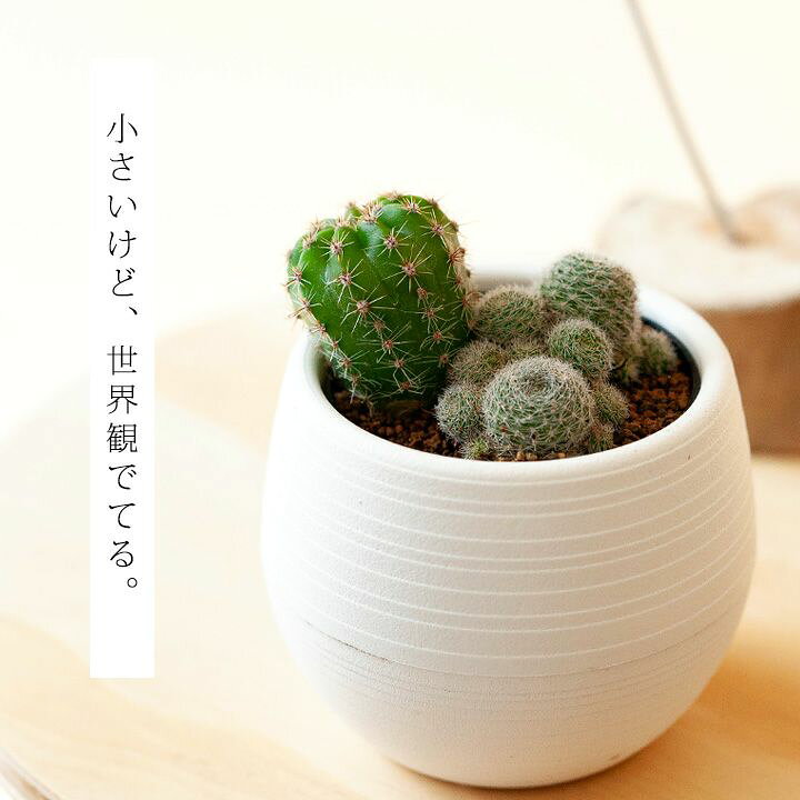 楽天市場 小さくて可愛い サボテンの寄せ植え ｅ 花屋さん