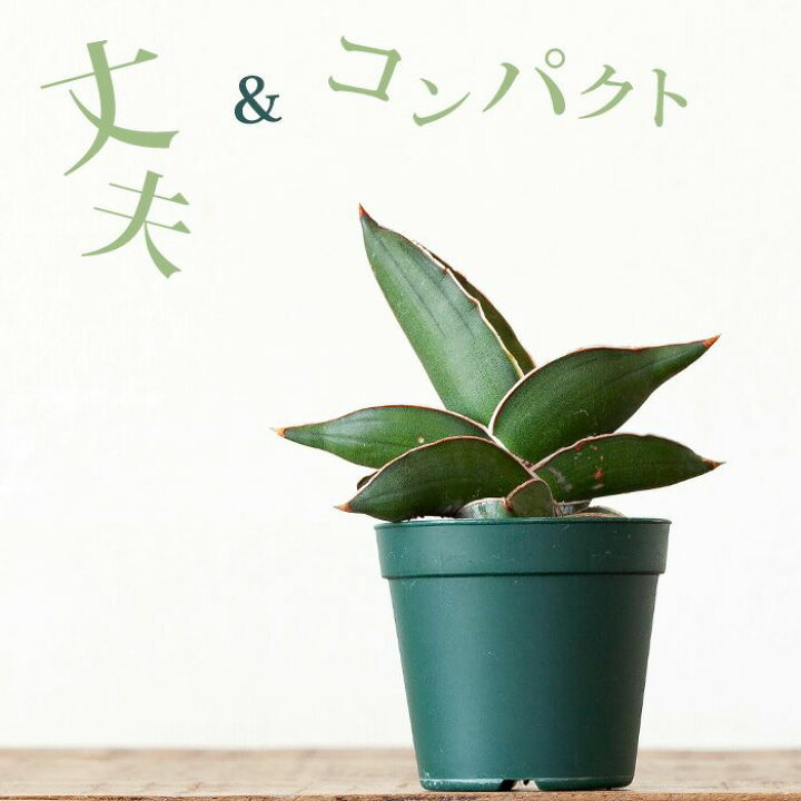 楽天市場 サンスベリア サムライ 侍 ドワーフ ｅ 花屋さん