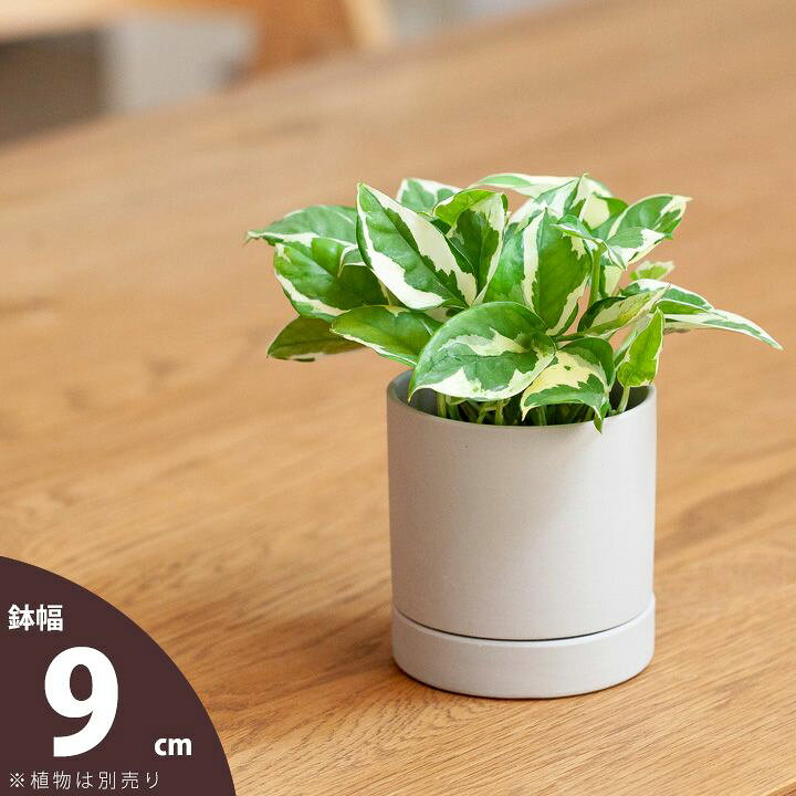楽天市場】【おしゃれな植木鉢】受皿一体型シリンダー陶器鉢S（9cm 