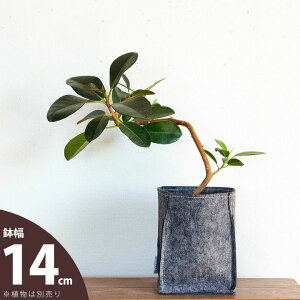 obOElvf[XJo[14cm×19cmysDz̐Aؔz