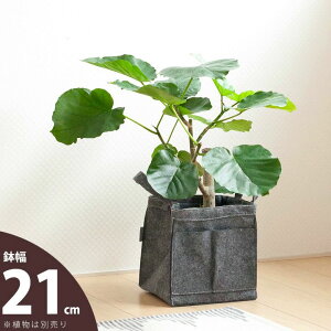 obOElvf[XJo[21cm×22cmysDz̐Aؔz