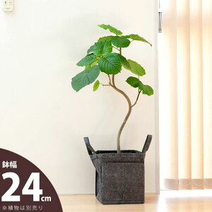 obOElvf[XJo[24cm×28cmysDz̐Aؔz
