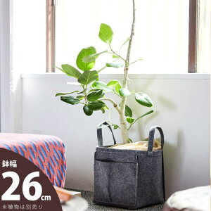 obOElvf[XJo[26cm×32cmysDz̐Aؔz