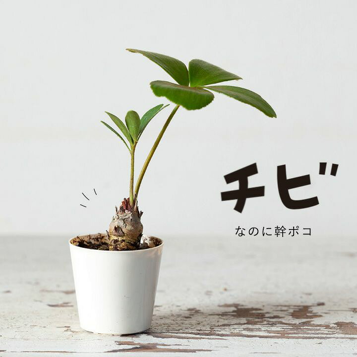 楽天市場 観葉植物 今月のおすすめ ミニなのに幹上がり ザミア プミラ ｅ 花屋さん