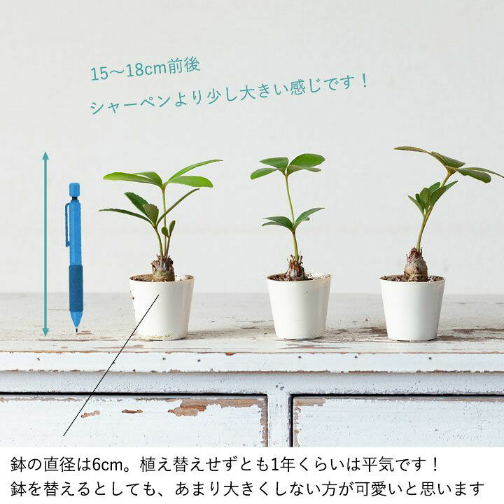 楽天市場 観葉植物 今月のおすすめ ミニなのに幹上がり ザミア プミラ ｅ 花屋さん