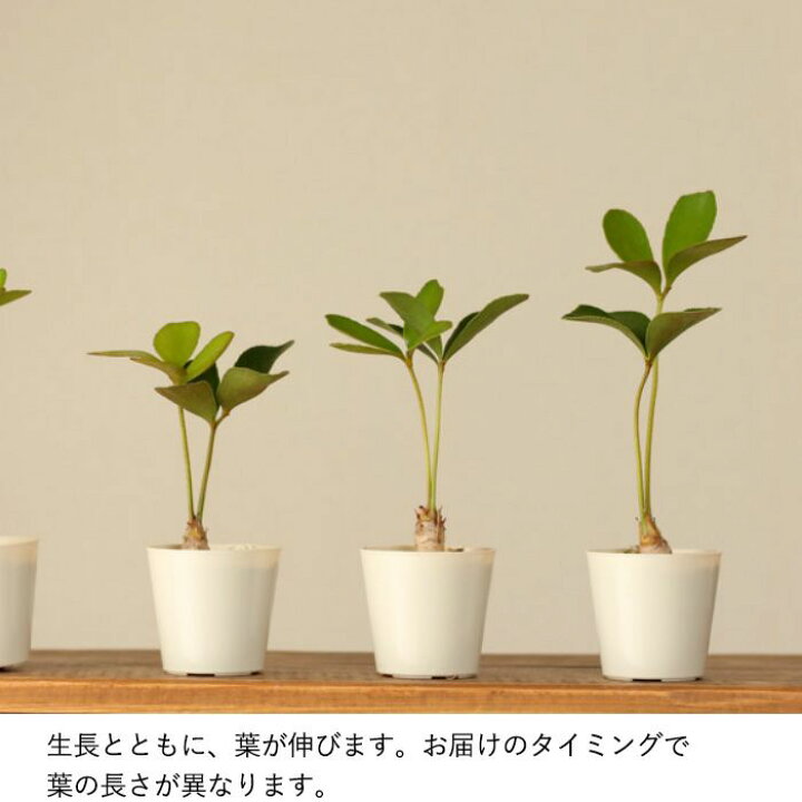 楽天市場 観葉植物 今月のおすすめ ミニなのに幹上がり ザミア プミラ ｅ 花屋さん