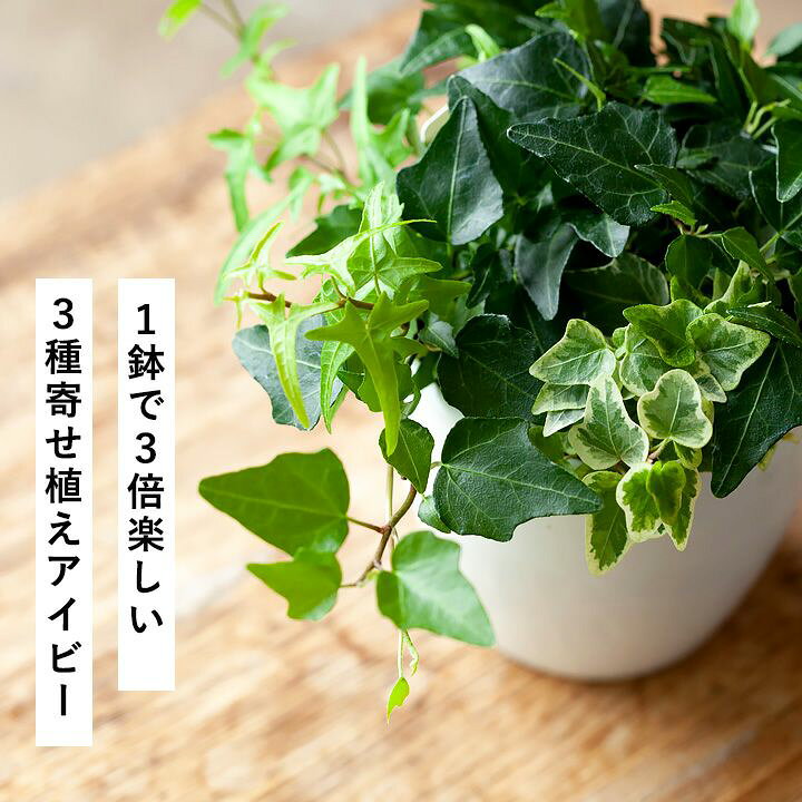 観葉植物 アイビー ヘデラ 3種寄せ植え おしゃれ お祝い 円柱形陶器鉢植え 購入