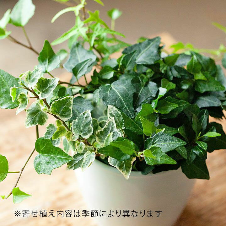 楽天市場 観葉植物 今月のおすすめ 3種の寄せ植えアイビー ｅ 花屋さん